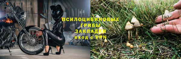 хмурый Абаза